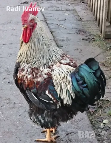 Петли прекрасни красиви 20💰 евро🐓🐓🐓🐓🐓🐓, снимка 6 - Кокошки и пуйки - 56602667
