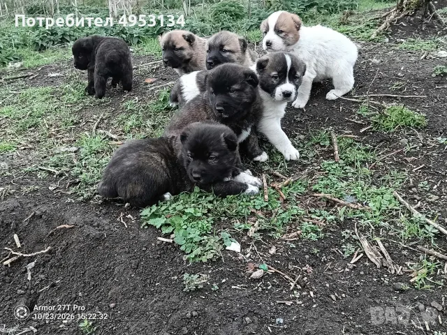 кученца с майка алабай и баща каракачанска овчарка 