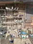 Продавам пазарджишки  високоледци, снимка 4