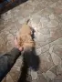 Кокер   шпаньол, снимка 1