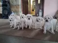Кученца лабрадорчета, снимка 2