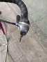Шосеен велосипед Pinarelo , снимка 4