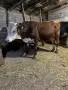 Продавам 2 Мъжки Телета, снимка 2