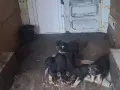 Немски овчарки !!, снимка 3