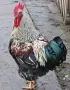 Петли прекрасни красиви 20💰 евро🐓🐓🐓🐓🐓🐓, снимка 6