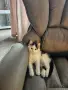 Сладки двумесечни котета, снимка 2