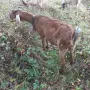 продават се две кози, снимка 3