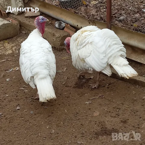 продавам шест пуйки, снимка 4 - Кокошки и пуйки - 56707237