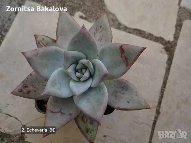 Сукуленти Echeveria различни видове, снимка 3 - Стайни растения - 56716473