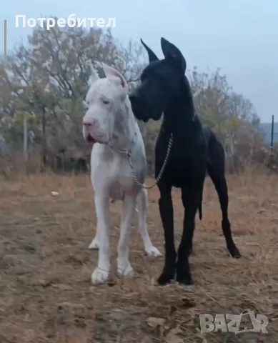Немски дог Great dane, снимка 7 - Немски дог - 56631098