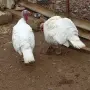 продавам шест пуйки, снимка 4