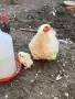 Мини Кохин ярка и пилета, снимка 2