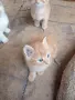 Подарявам котенца, снимка 4