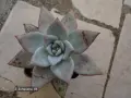 Сукуленти Echeveria различни видове, снимка 3