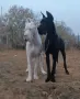 Немски дог Great dane, снимка 7