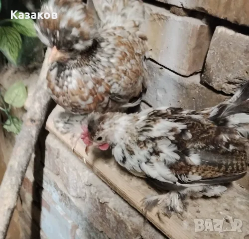Двойка млади бреговски джинки