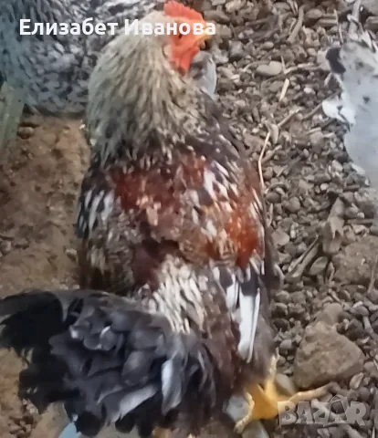 Петли 20 евро 💶🇧🇬🐓👌🤩 имам 6 петела на 5 месеца бр много красиви хубави