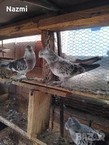 продавам гълъби 