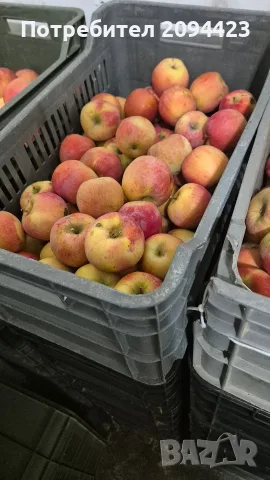 Продавам ябълки " Мелроуз и Флорин"а .

Продавам ябълки от сортовете Мелроуз и Ф
