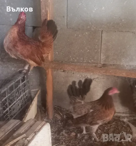 декоративни кокошки - джинки, снимка 5 - Кокошки и пуйки - 56562952