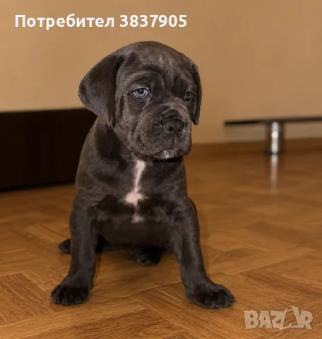 мъжко Кане корсо, снимка 3 - Кане корсо - 56724582