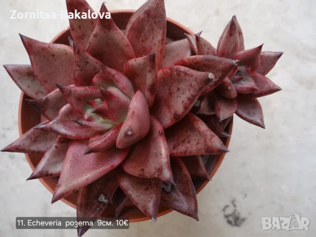 Сукуленти Echeveria различни видове, снимка 17 - Стайни растения - 56716473