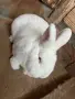 Новозеландски зайци, снимка 3