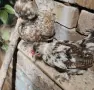 Двойка млади бреговски джинки, снимка 1