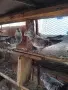 продавам гълъби , снимка 1