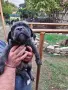 Продавам кученца Кане Корсо , снимка 18