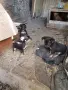 пинчери мъжки два броя, снимка 2