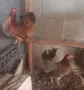 декоративни кокошки - джинки, снимка 5