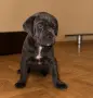 мъжко Кане корсо, снимка 3