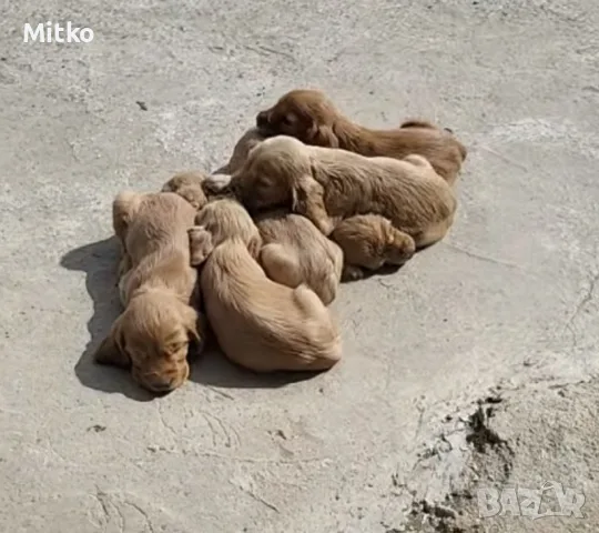 Малки кученца Кокер Шпаньол, снимка 3 - Кокер шпаньол - 56573493