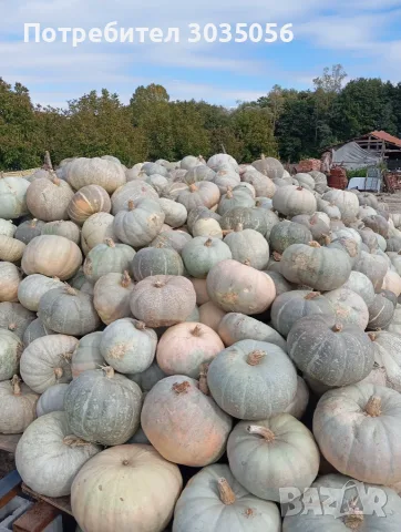 Продавам текви- цигулки и бели тикви, снимка 3 - Домашни продукти - 56555593