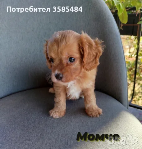 Cavapoo/Mini poodle, снимка 3 - Кавалер кинг чарлз шпаньол - 56626410