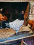 Петле Лакенфелдер, снимка 2