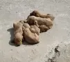 Малки кученца Кокер Шпаньол, снимка 3