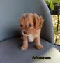 Cavapoo/Mini poodle, снимка 3