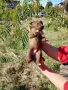 кученца едномесечни, снимка 5