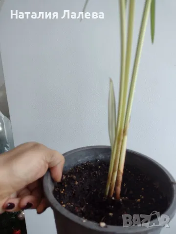 Циперус, водна палма, cyperus variegata, снимка 3 - Стайни растения - 56666030