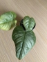 Philodendron Sodiroi , снимка 1