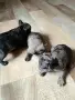 малки френски булдочета , снимка 7