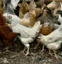 продавам бройлерни пуйчета, снимка 4