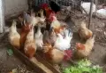 декоративни кокошки шабо, снимка 2
