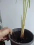Циперус, водна палма, cyperus variegata, снимка 3