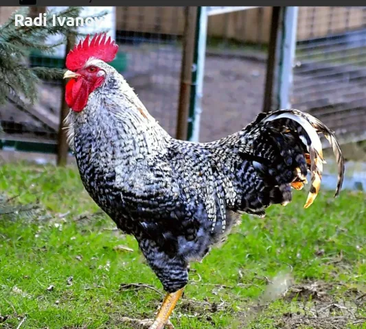 Петли прекрасни красиви 20💰 евро🐓🐓🐓🐓🐓🐓, снимка 5 - Кокошки и пуйки - 56602667