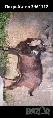 пръч за разплод