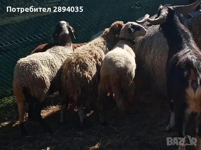 овце Бартер За Крави или телета 