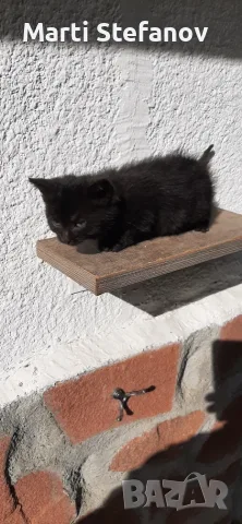 Пидарявам черно коте дългокосместо, снимка 6 - Други животни - 56556156